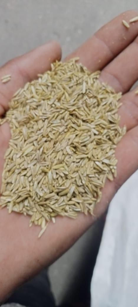 Grass Seeds Hybrid Best For Your Beautiful Home Gardening